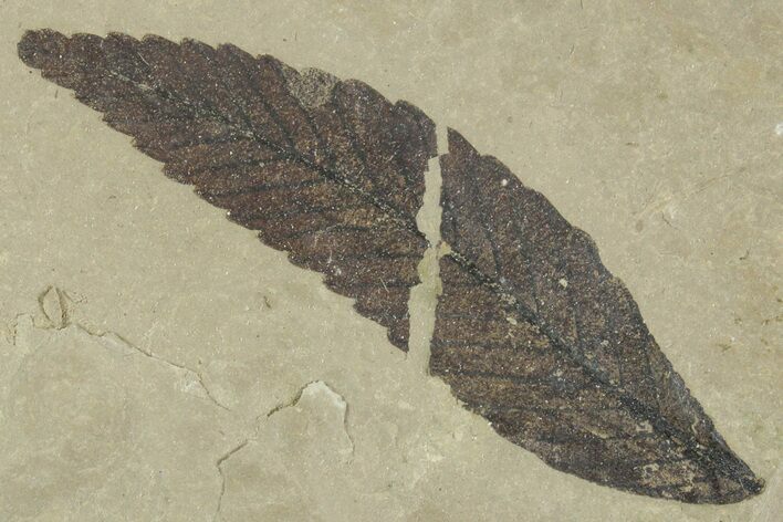 Fossil Leaf (Cedrelospermum) - Green River Formation, Utah #356134